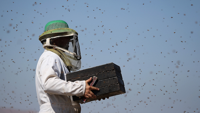 Bees, White House