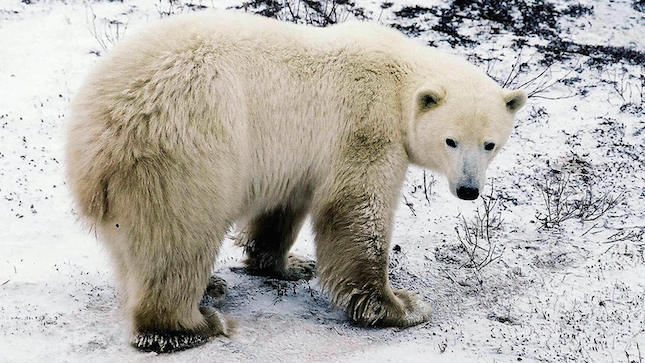 Endangered Species Act, Polar Bear