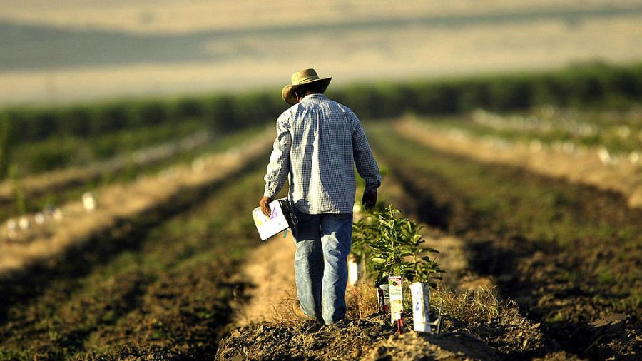 Farmer tending to crops