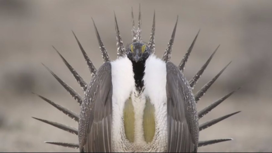 Sage-grouse