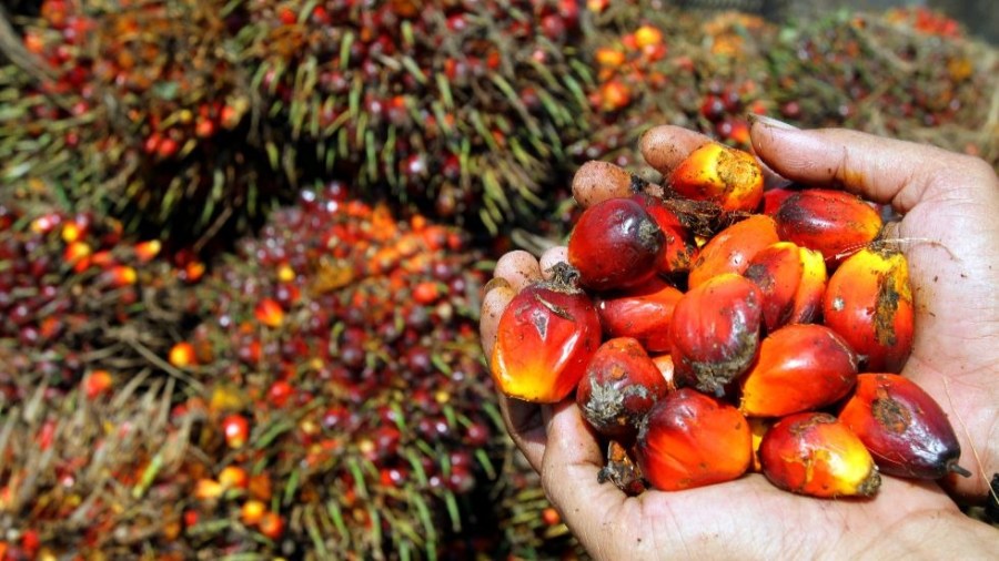 palm_oil_plantation