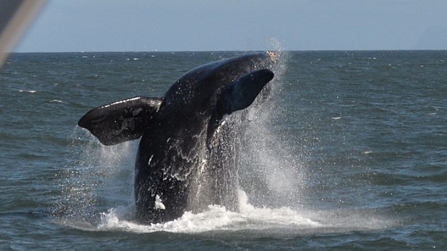 right_whale_ocean