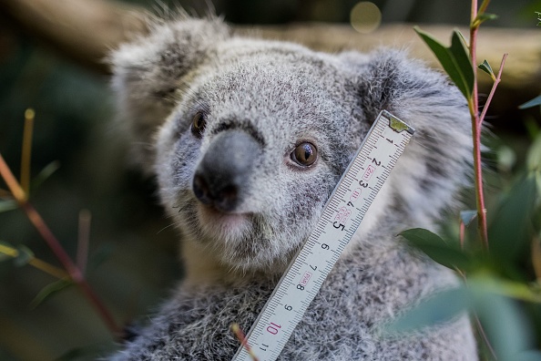 Koala