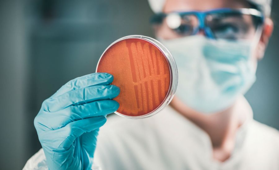 Photo of a person holding up a petri dish