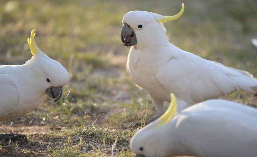 a photo of cockatoos in Australia