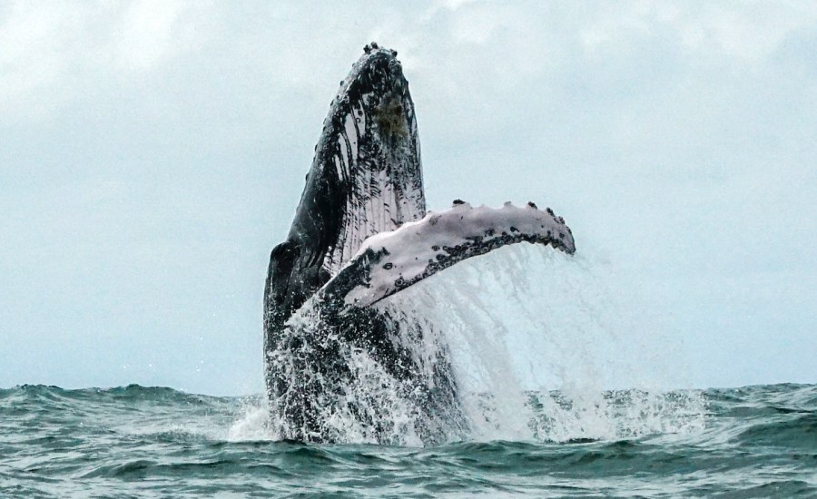 Humpback whale breaching