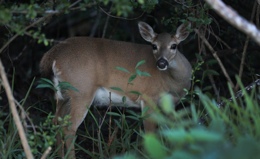 a photo of a Key deer in Florida