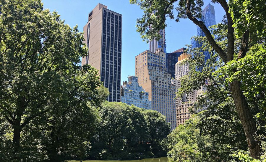 Photo of trees in New York City