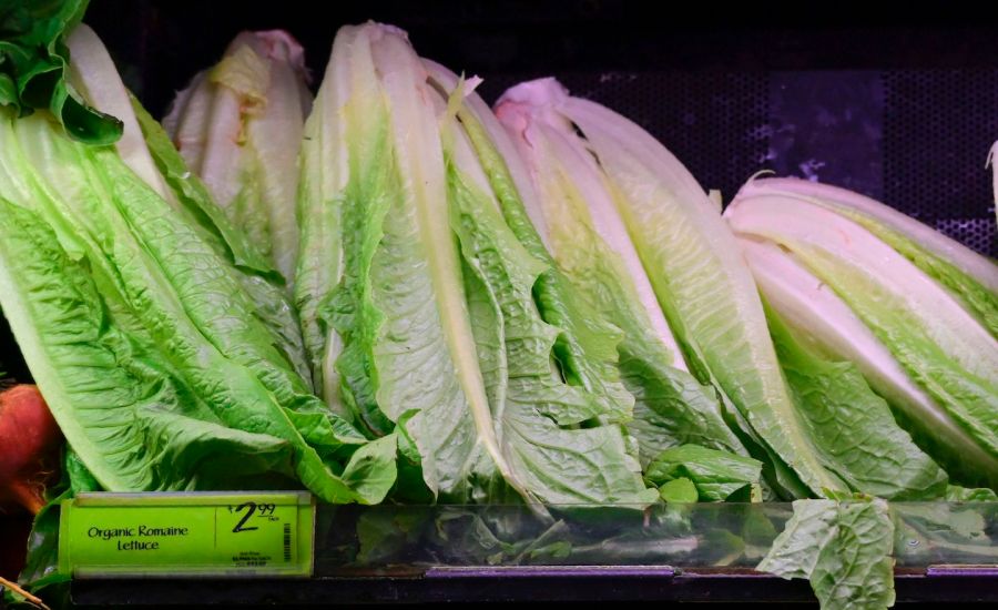 Romaine lettuce on shelves