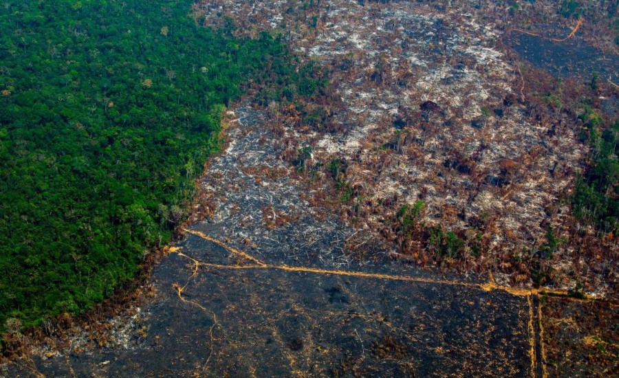 Amazon rainforest close to ‘tipping point,’ say top scientists