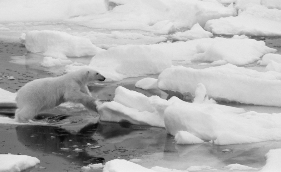 a photo of a polar bear on melting ice