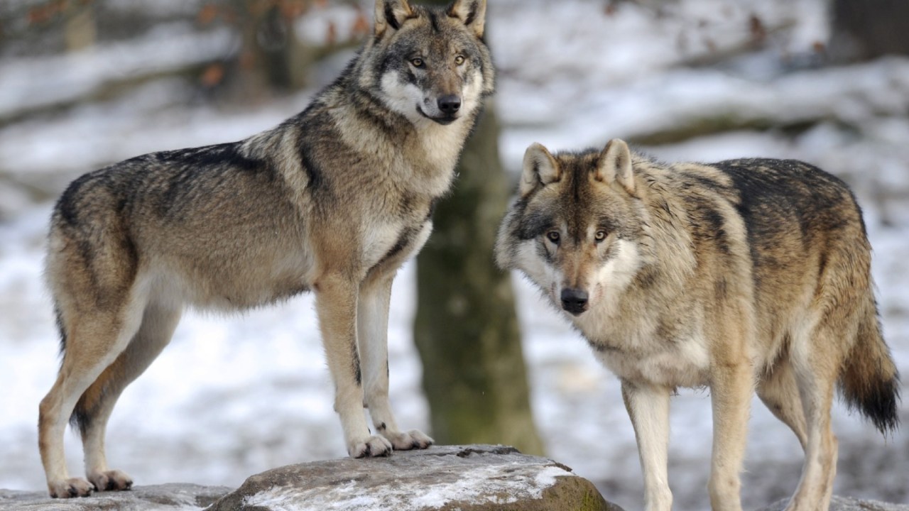 gray wolves