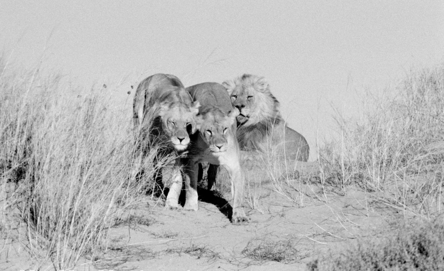 a photo of three lions together