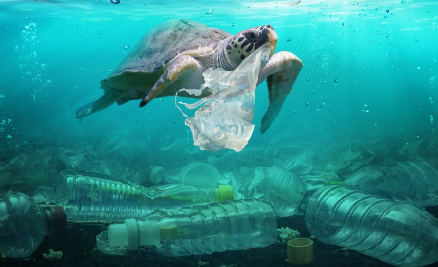 a photo of a turtle swimming underwater and plastic pollution seen below