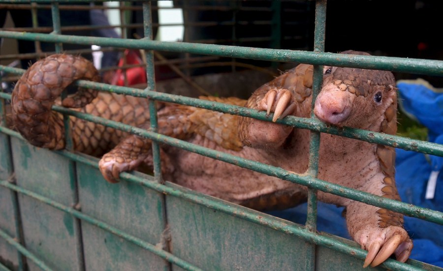 pangolin in a cage