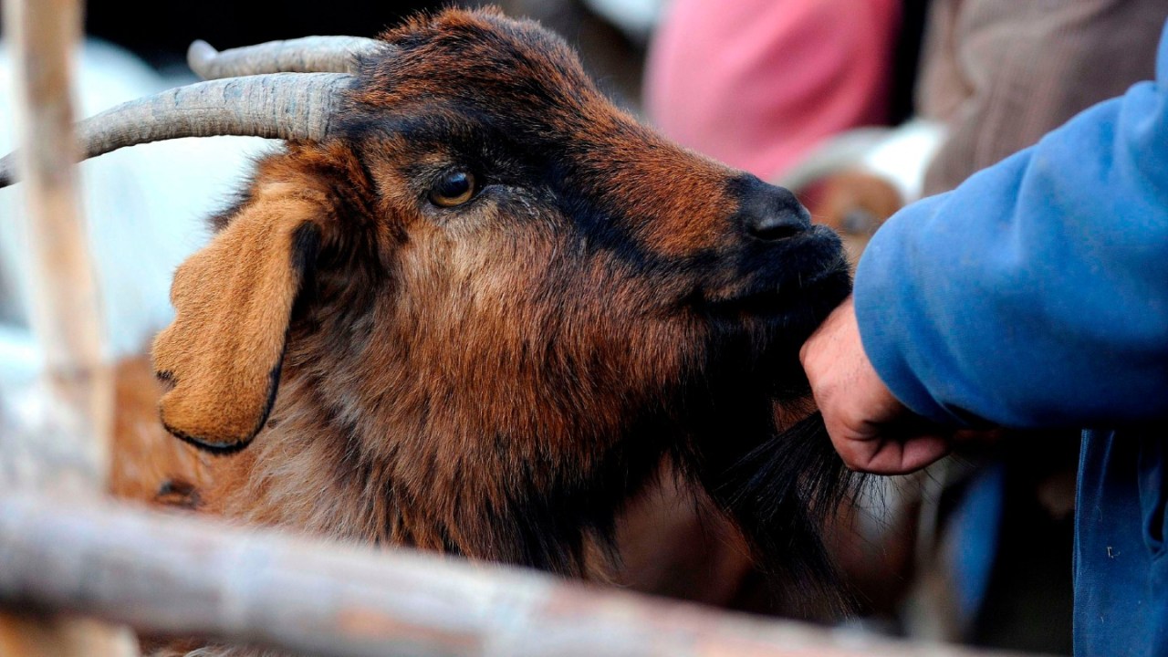 goat in Mendoza, Argentina