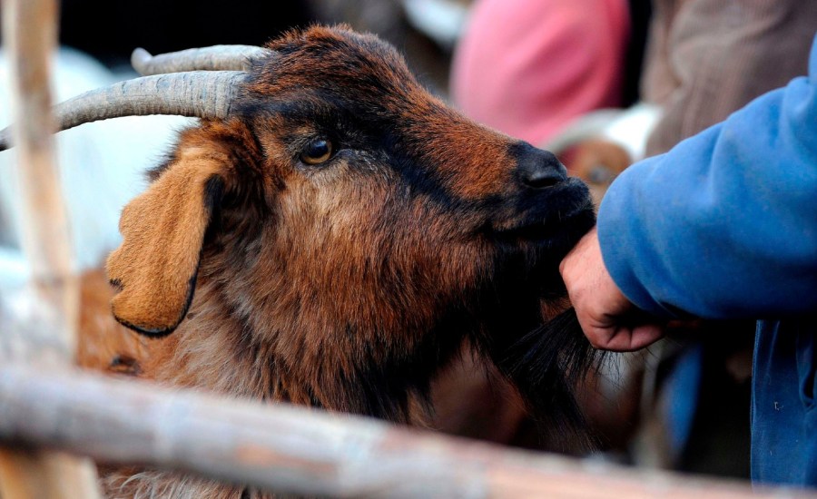 goat in Mendoza, Argentina