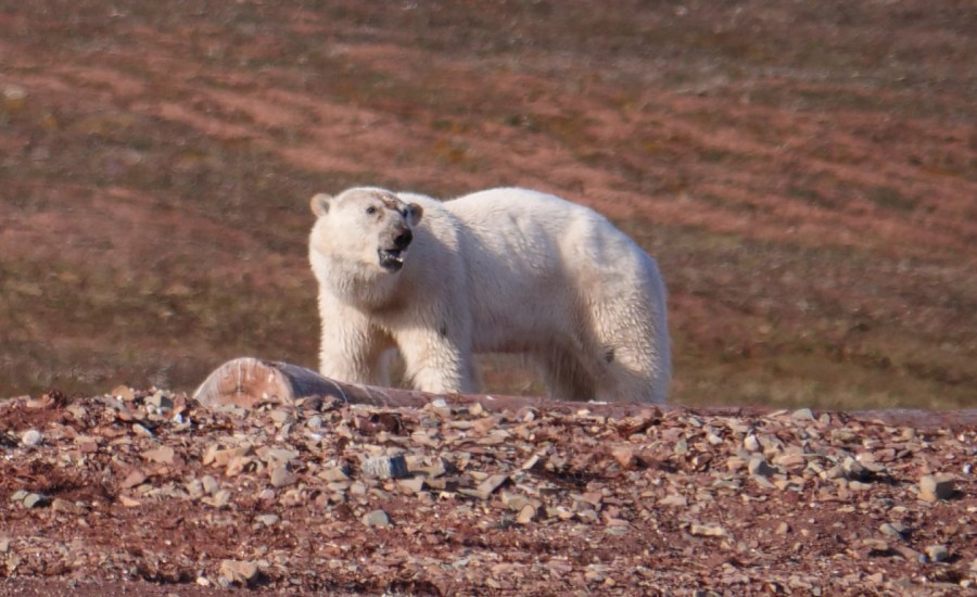 polar bear