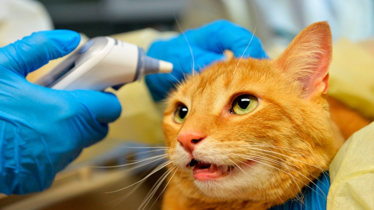 coronavirus COVID-19 community spread cats CDC human to animal transmission new york counties Devon Rex