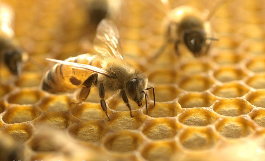 Western Honey Bee (Apis mellifera) with a Varroa mite (Varroa destructor).