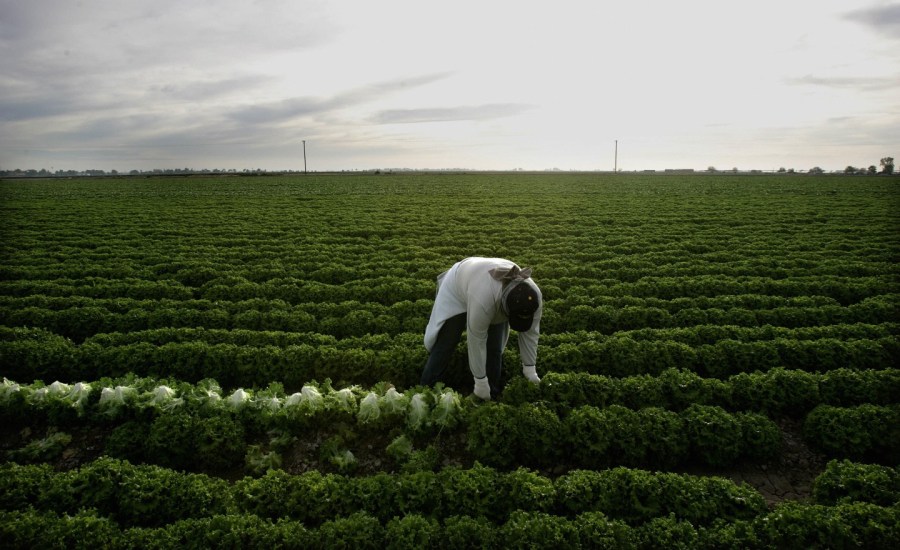 a farm worker harvests lettuce in a farm field near the border town of Calexico, California