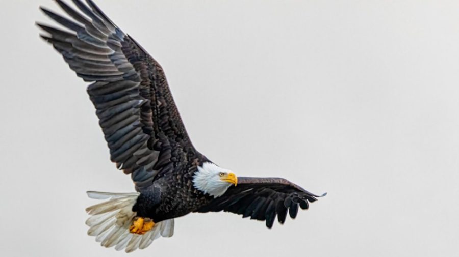 bald eagle in flight