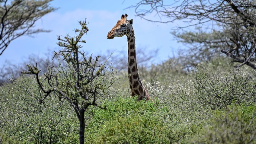 A Rothschild's giraffe in Kenya