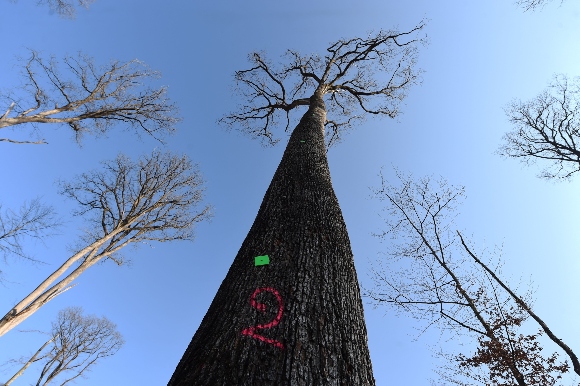 A 230 years old Sessile oak tree selected the week before to be used in the reconstruction of Notre-Dame de Paris Cathedral in the Foret de Berce, near Jupilles.