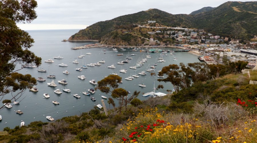 environment DDT dumping catalina island california sediment decade pesticide insecticide scripps institute oceanography marina science decades 1970s pollution