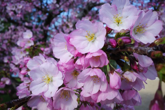 Cherry blossoms