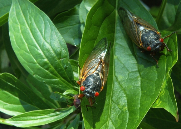 Cicadas