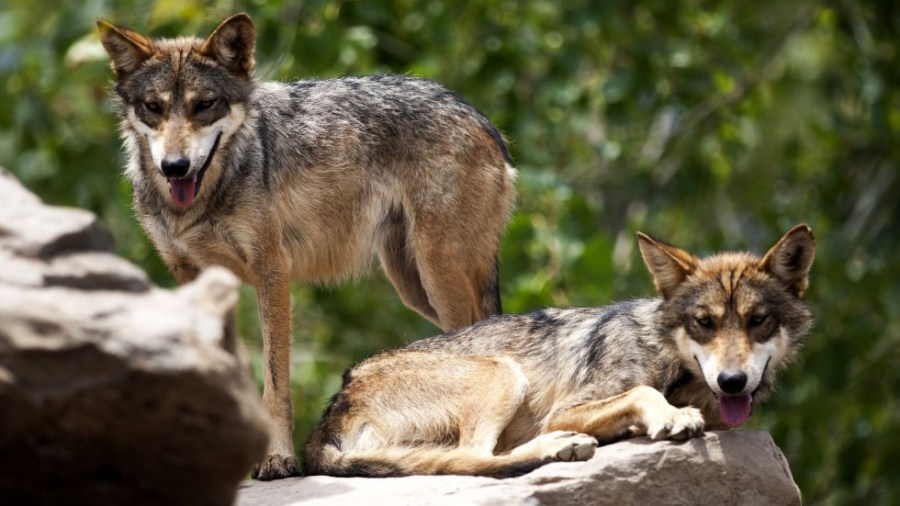 Mexican Gray Wolves