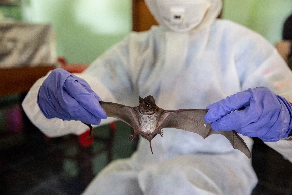 A team of ecologists and ecology students from Kasetsart University collect wingspan data from a wrinkle-lipped free-tailed bat