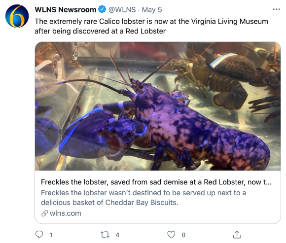 Rare Calico lobster