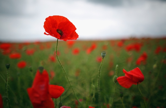 Wild poppies grow amongst a crop of rapeseed