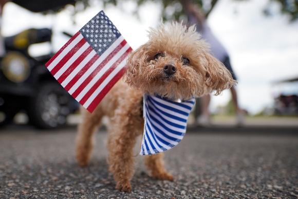 A small dog named Prancer stands in the street as a Memorial Day weekend parade passes by