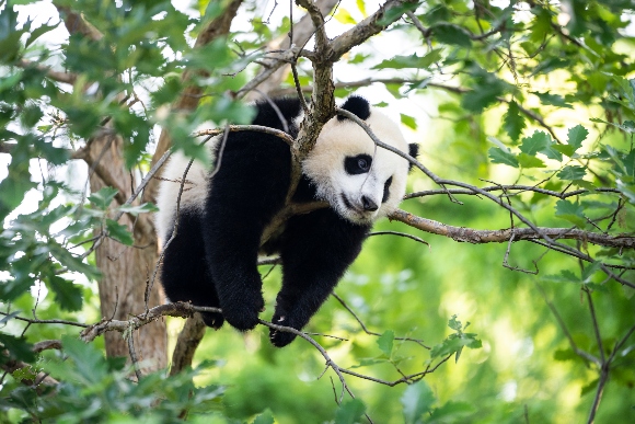 9-month-old male giant panda cub Xiao Qi Ji climbs in a tree at the Smithsonian National Zoo