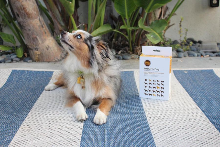 Discover key facts about your dog's health with a special offer on this easy DNA test