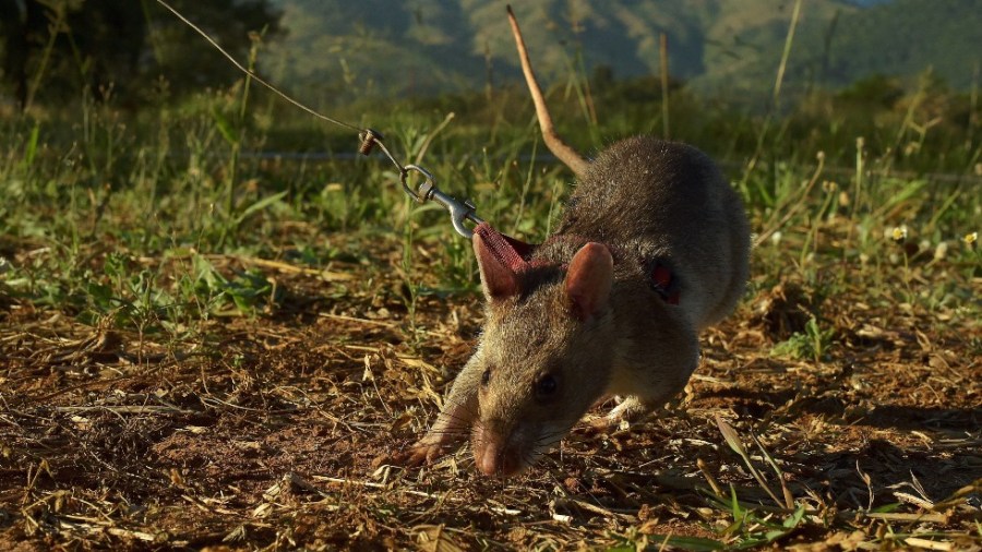 An African giant pouched rat sniffs for traces of landmine explosives at a training facility in Morogoro