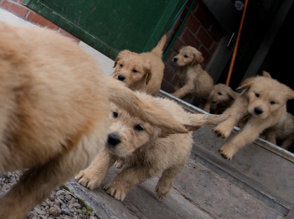 50-day-old Golden Retriever puppies are seen at the Chilean police canine training school in Santiago