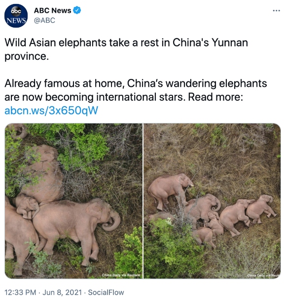 Wild Asian elephants take a rest in China's Yunnan province