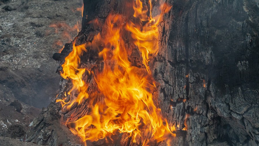 Flames consume the bark of a tree