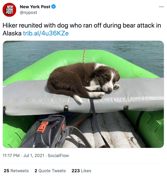 A dog that ran off during bear attack in Alaska is reunited with hiker