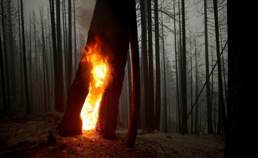 Fire continues to burn in the trunk of a tree after the Dixie Fire moved through the area on August 11, 2021 in Greenville, California.