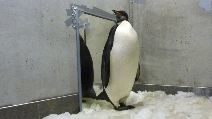 An emperor penguin