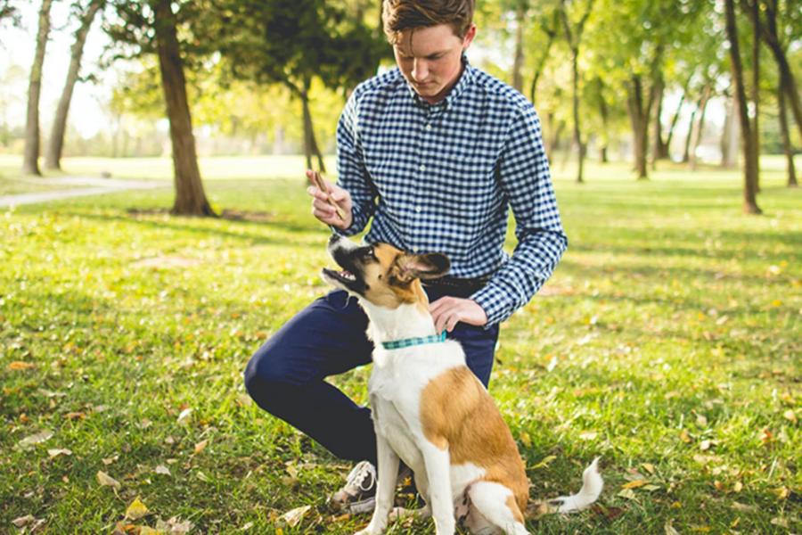 Improve your dog's health and training with this low-cost bundle