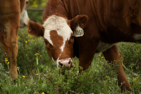 Colorado cattle