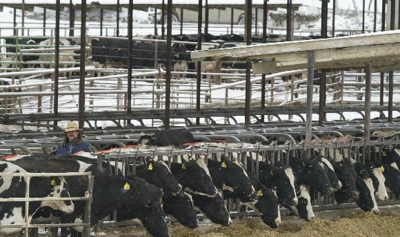 Cows in a feeding area