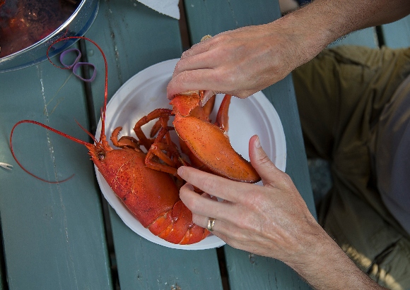 A customer eats a lobster at the Rose Eden and Lobster restaurant in Bar Harbor, Maine