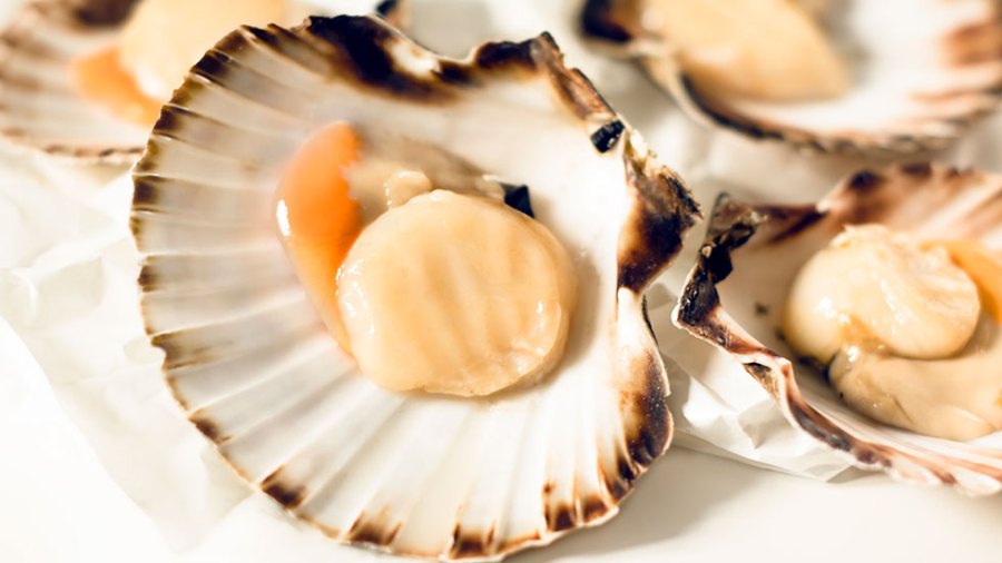 Scallops on a white background